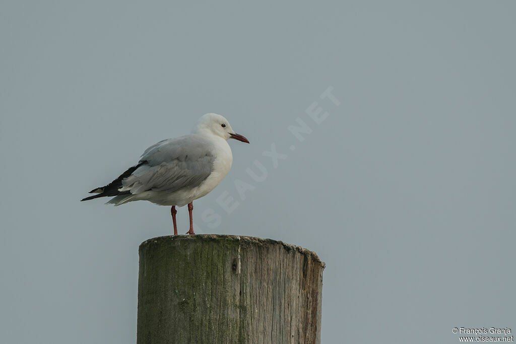 Hartlaub's Gull