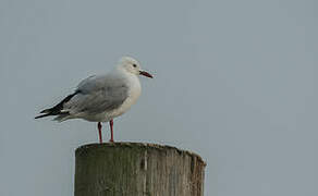 Hartlaub's Gull