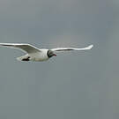 Mouette de Patagonie