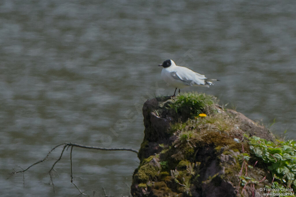 Mouette des Andes