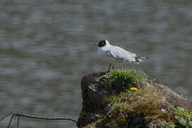 Andean Gull