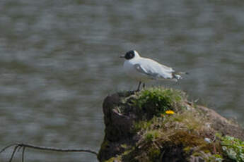 Mouette des Andes