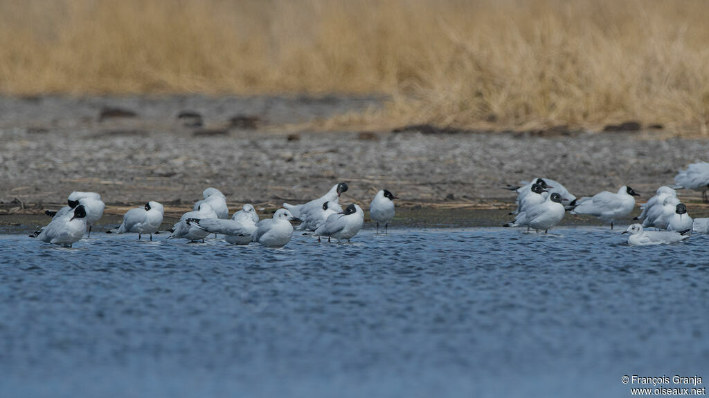 Mouette des Andes