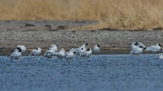 Mouette des Andes