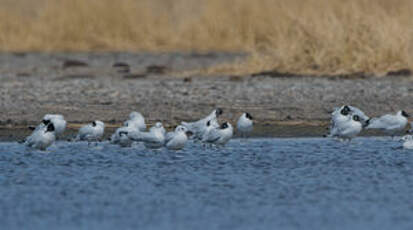 Mouette des Andes