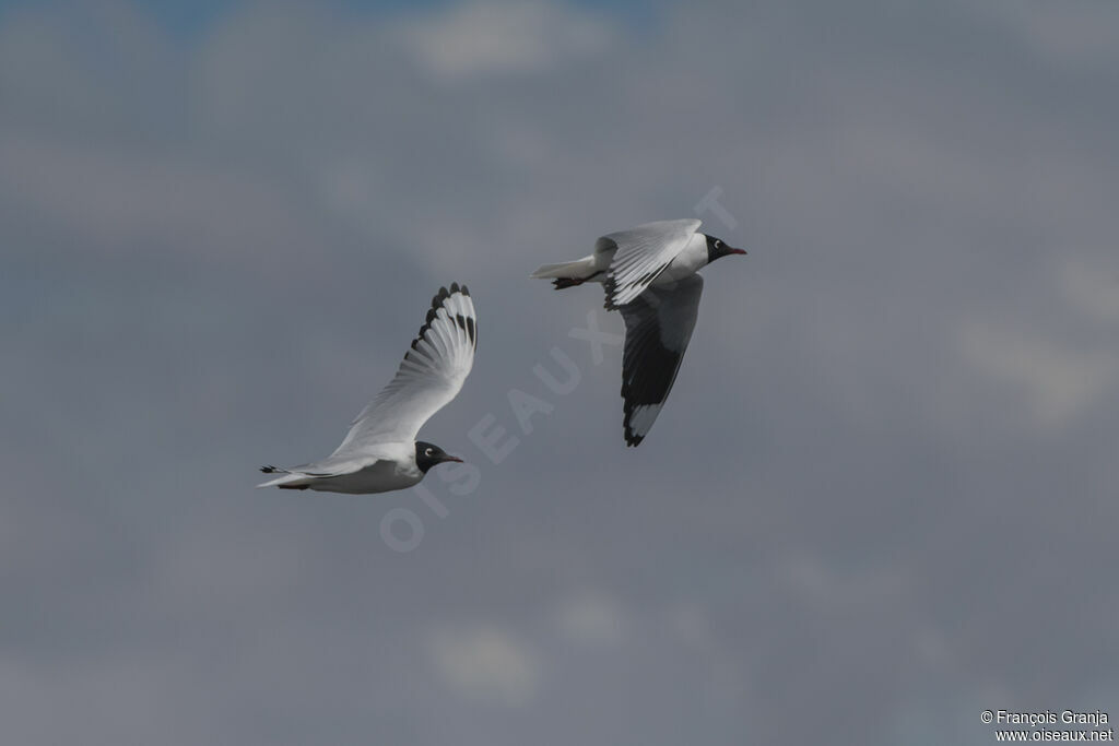 Mouette des Andes