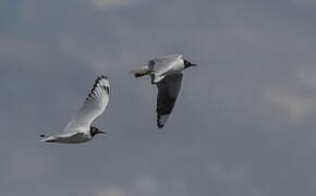 Mouette des Andes