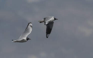 Mouette des Andes