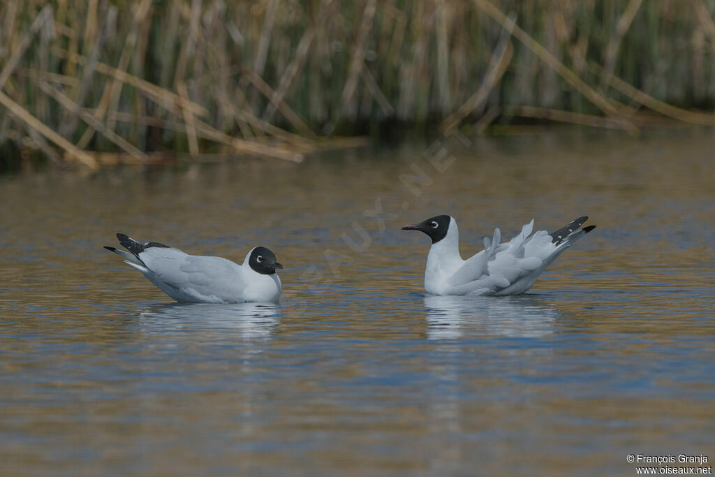 Mouette des Andes