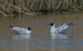 Andean Gull