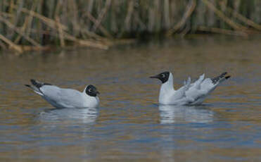 Mouette des Andes