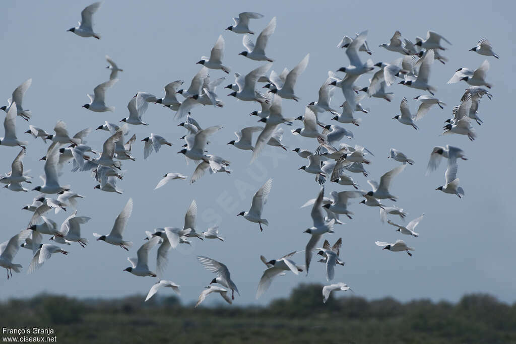 Mouette mélanocéphaleadulte, Vol, Comportement