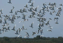 Mouette mélanocéphale