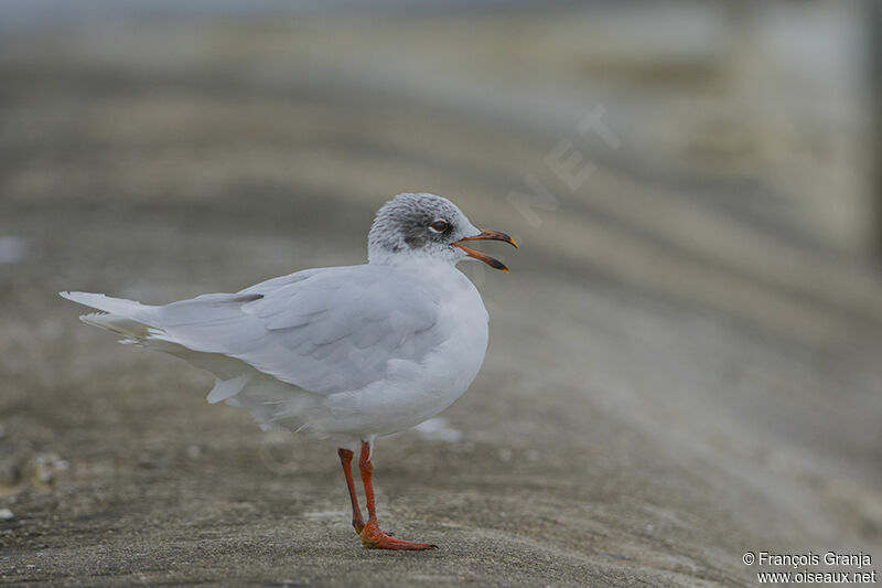 Mouette mélanocéphale