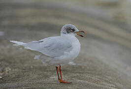 Mouette mélanocéphale