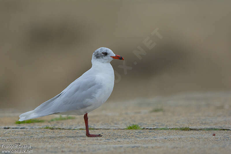 Mouette mélanocéphaleadulte internuptial, identification