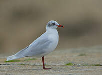 Mouette mélanocéphale