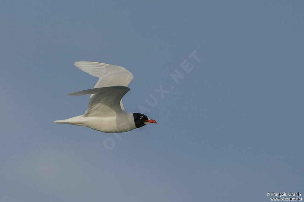 Mouette mélanocéphale, Vol