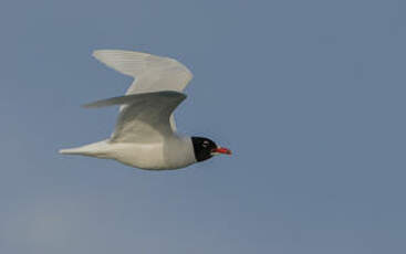 Mouette mélanocéphale