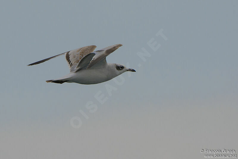 Mouette mélanocéphaleimmature