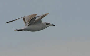 Mediterranean Gull