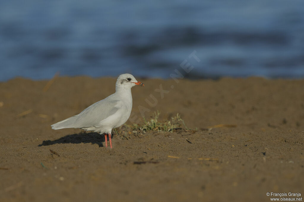 Mouette mélanocéphale