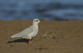 Mediterranean Gull