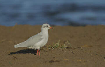 Mouette mélanocéphale