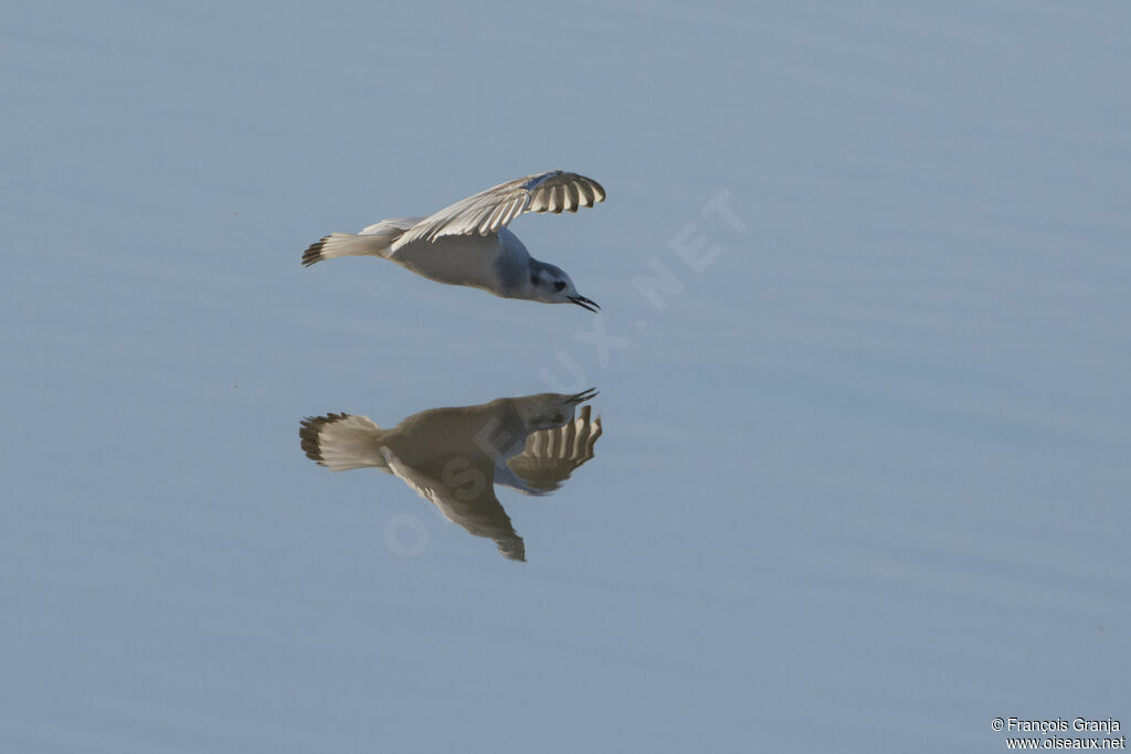 Little Gull