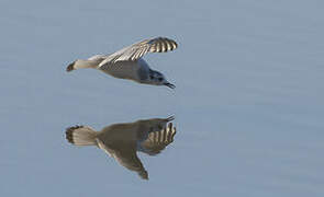 Mouette pygmée