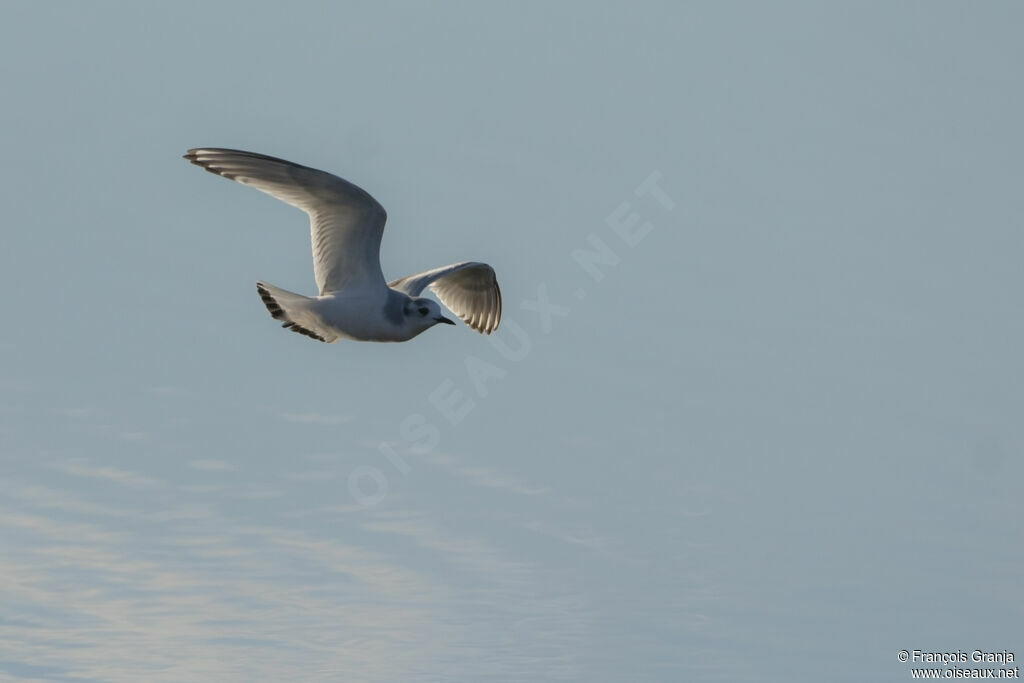 Mouette pygmée