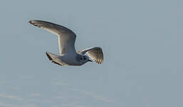 Mouette pygmée