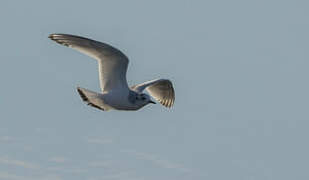 Little Gull