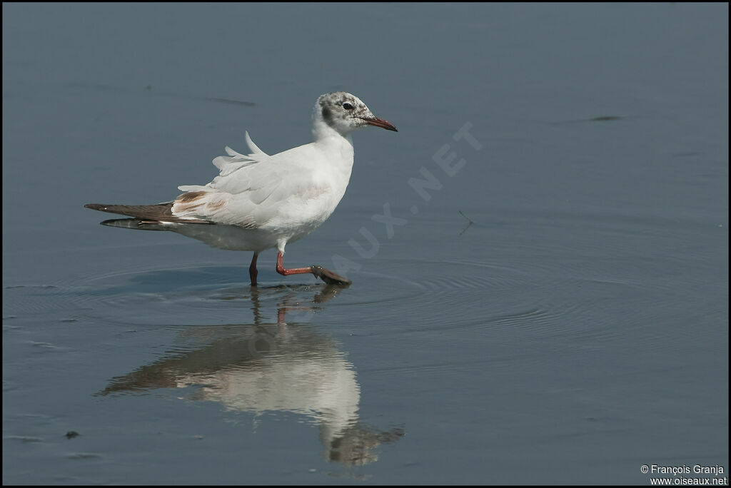 Mouette rieuseadulte