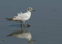 Mouette rieuse