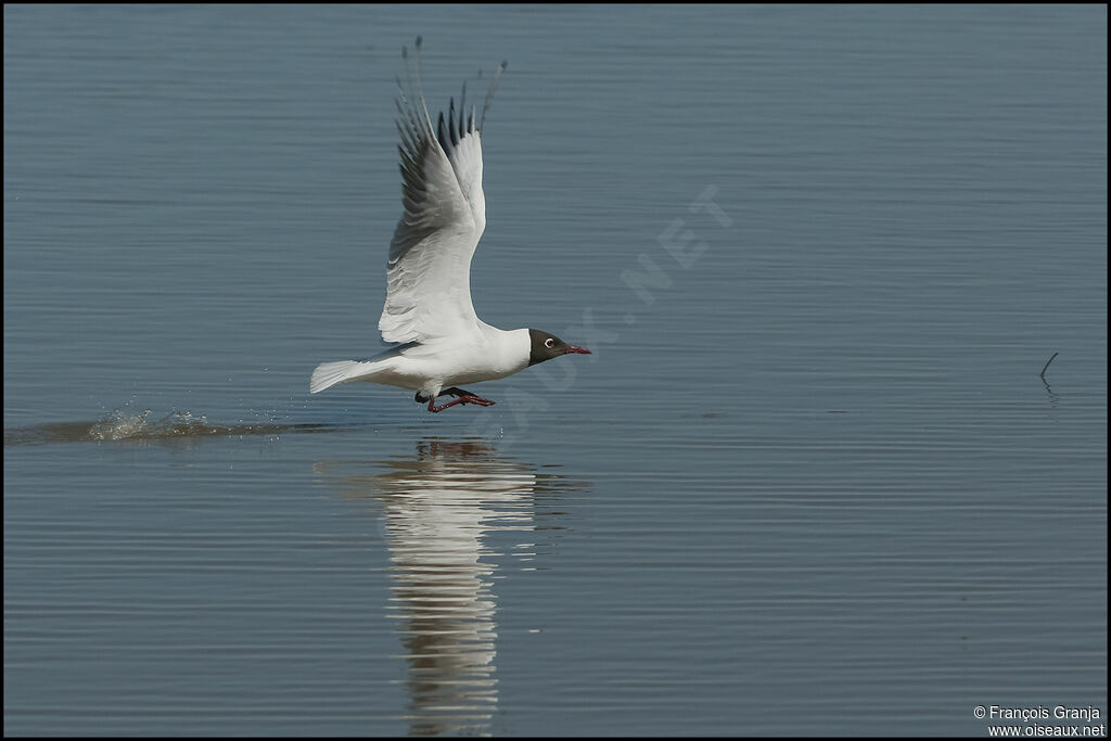 Mouette rieuseadulte