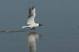 Mouette rieuse