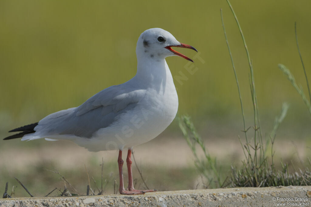 Black-headed Gull