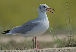 Mouette rieuse