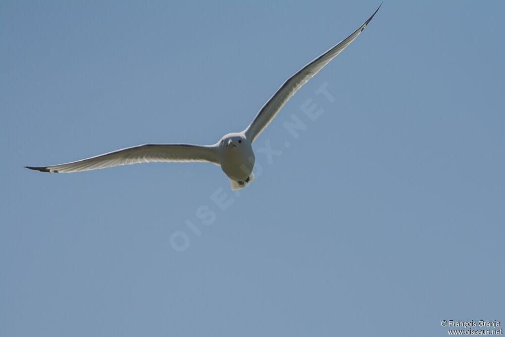 Black-legged Kittiwakeadult