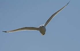 Black-legged Kittiwake