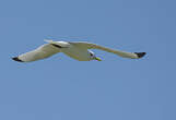 Mouette tridactyle