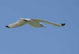 Black-legged Kittiwake