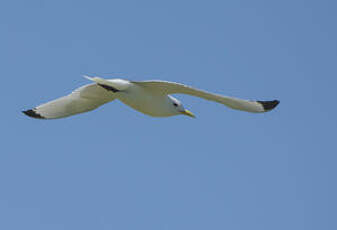 Mouette tridactyle