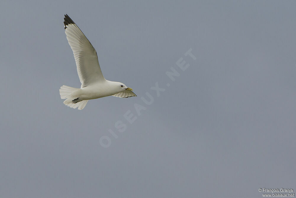 Mouette tridactyleadulte