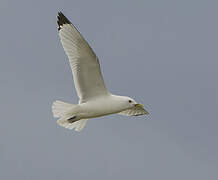 Black-legged Kittiwake