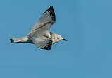 Mouette tridactyle