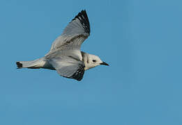 Black-legged Kittiwake