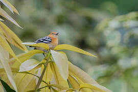 Pacific Antwren