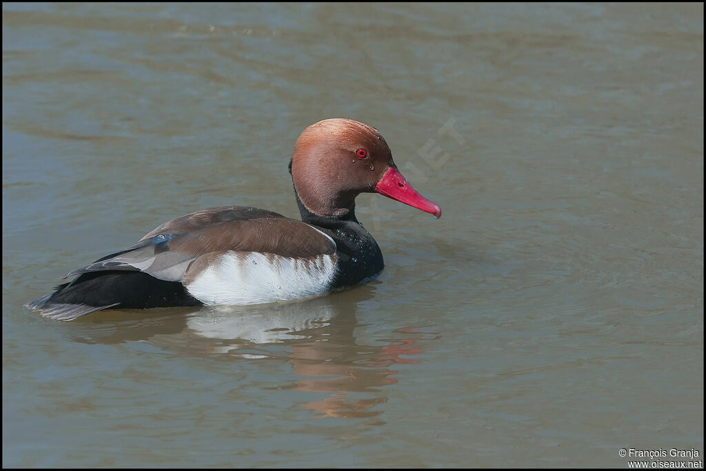 Red-crested Pochard male adult